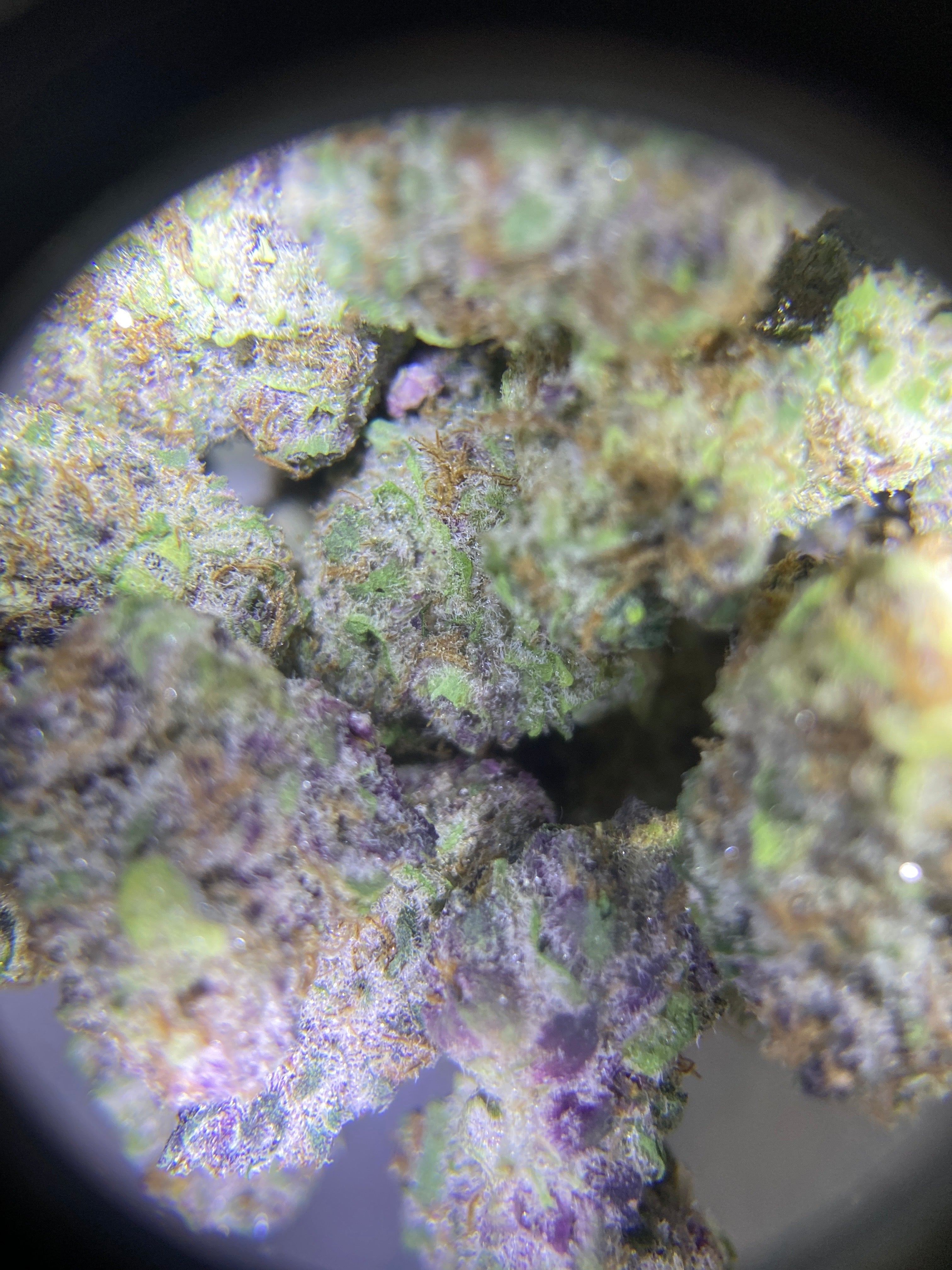 2g Blackberry (INDOOR GRADE)