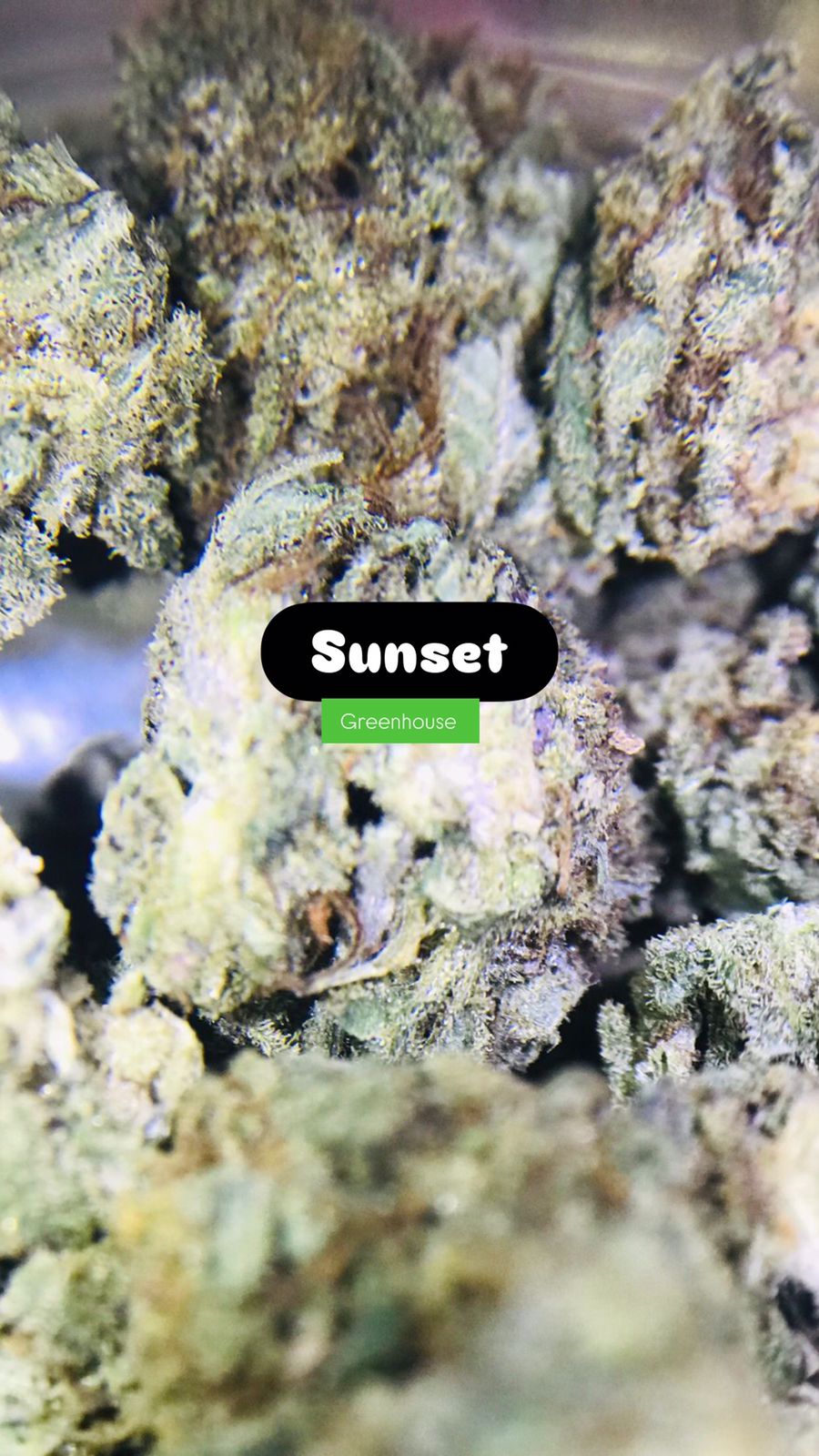 Sunset Strain                                        Cannabis Palace